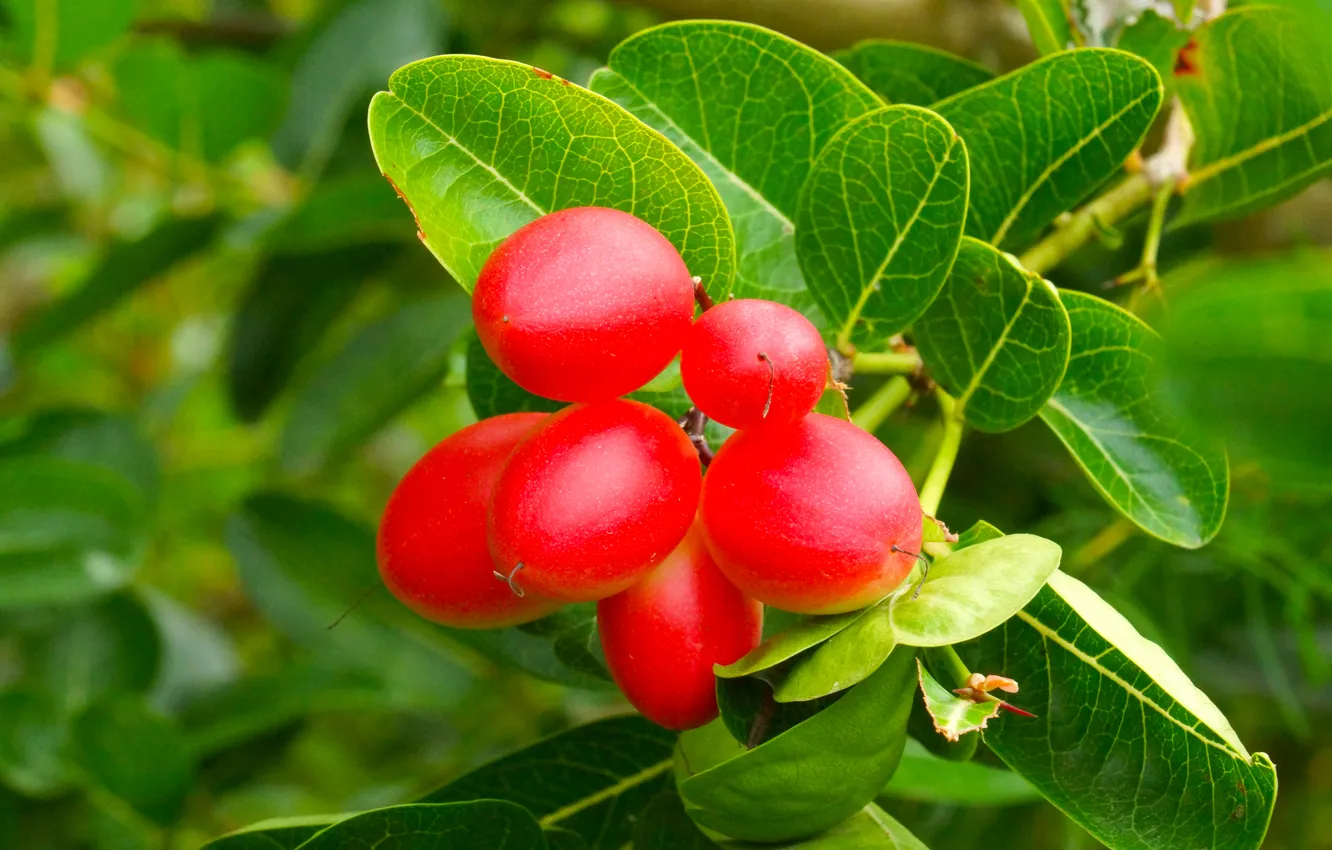 Photo wallpaper leaves, branches, berries