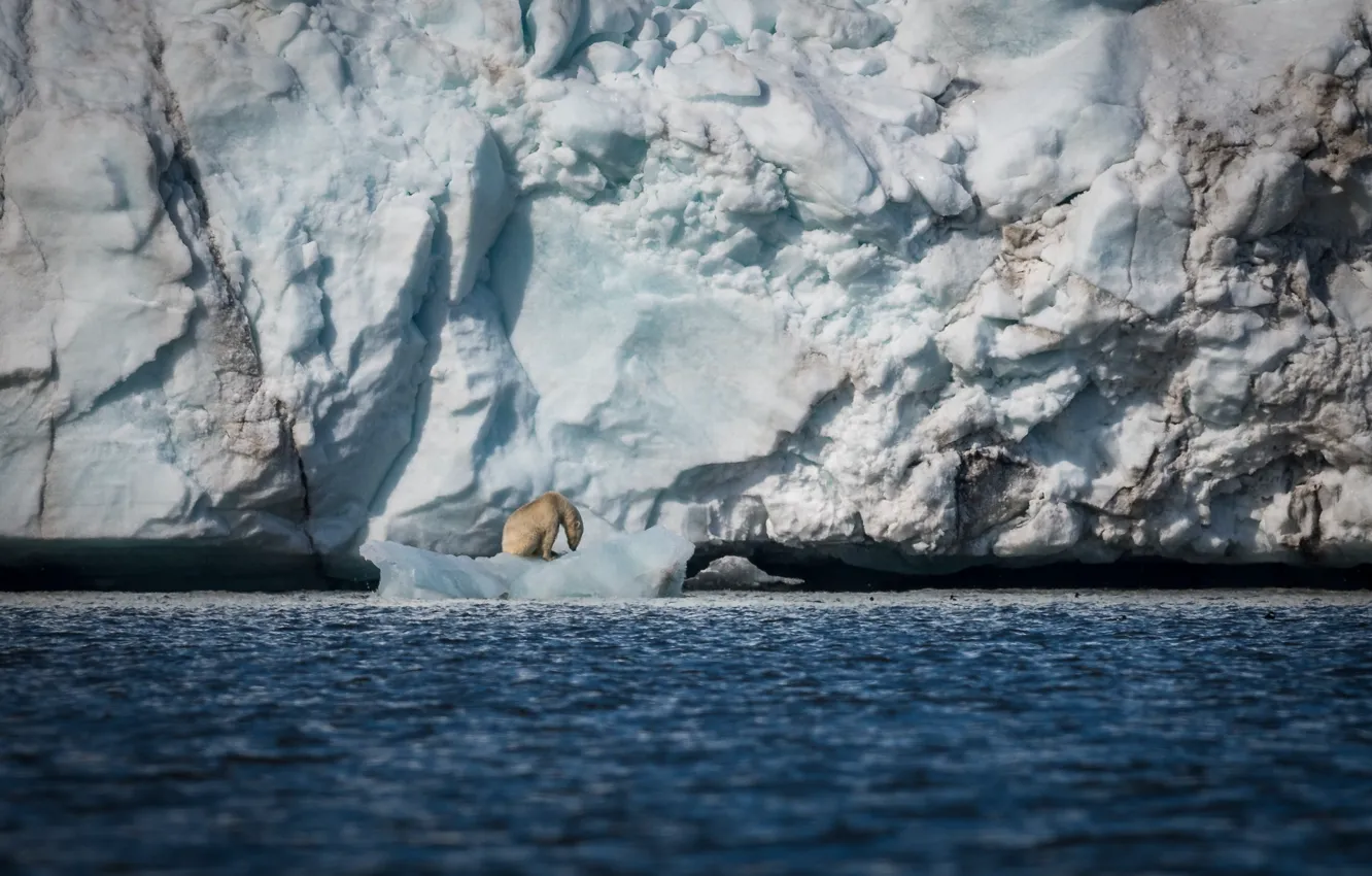 Photo wallpaper sea, snow, ice, predator, iceberg, floe, polar bear, polar