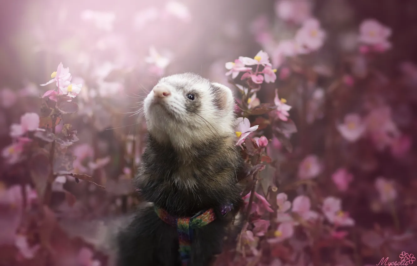 Photo wallpaper flowers, ferret, by MyosotisPhoto