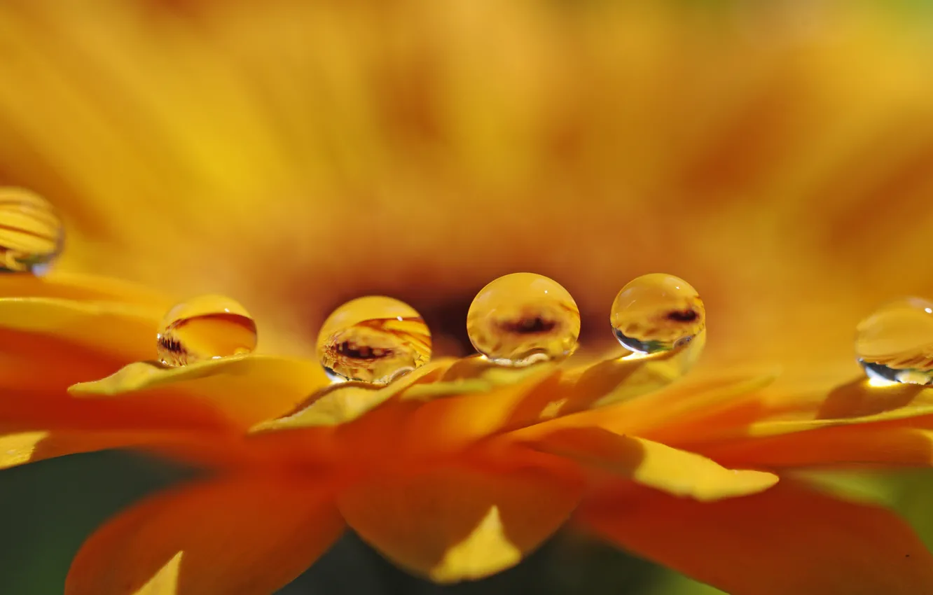 Photo wallpaper flower, water, drops, macro, petals