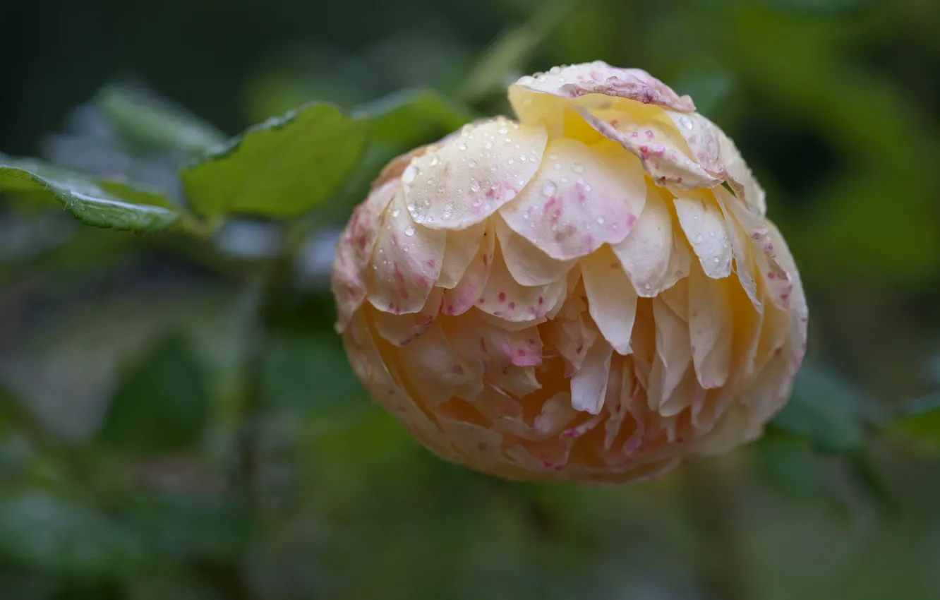 Photo wallpaper leaves, macro, flowers, Rosa, buds