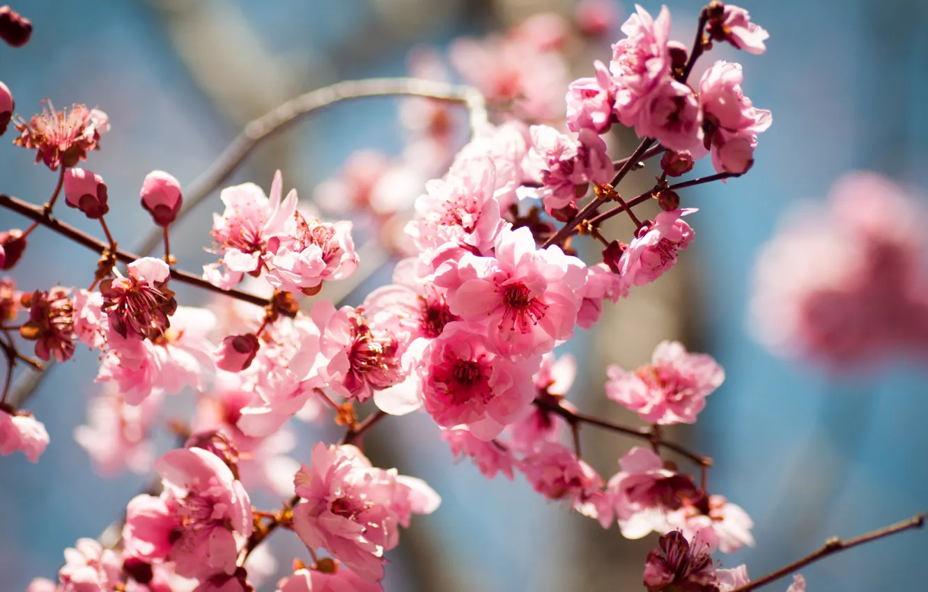 Photo wallpaper flowers, tree, spring, flowering, fruit