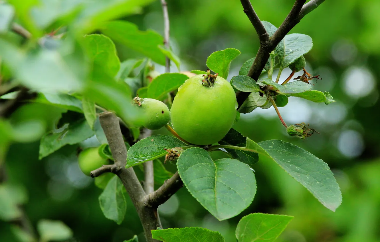 Photo wallpaper apple, tree, fruit