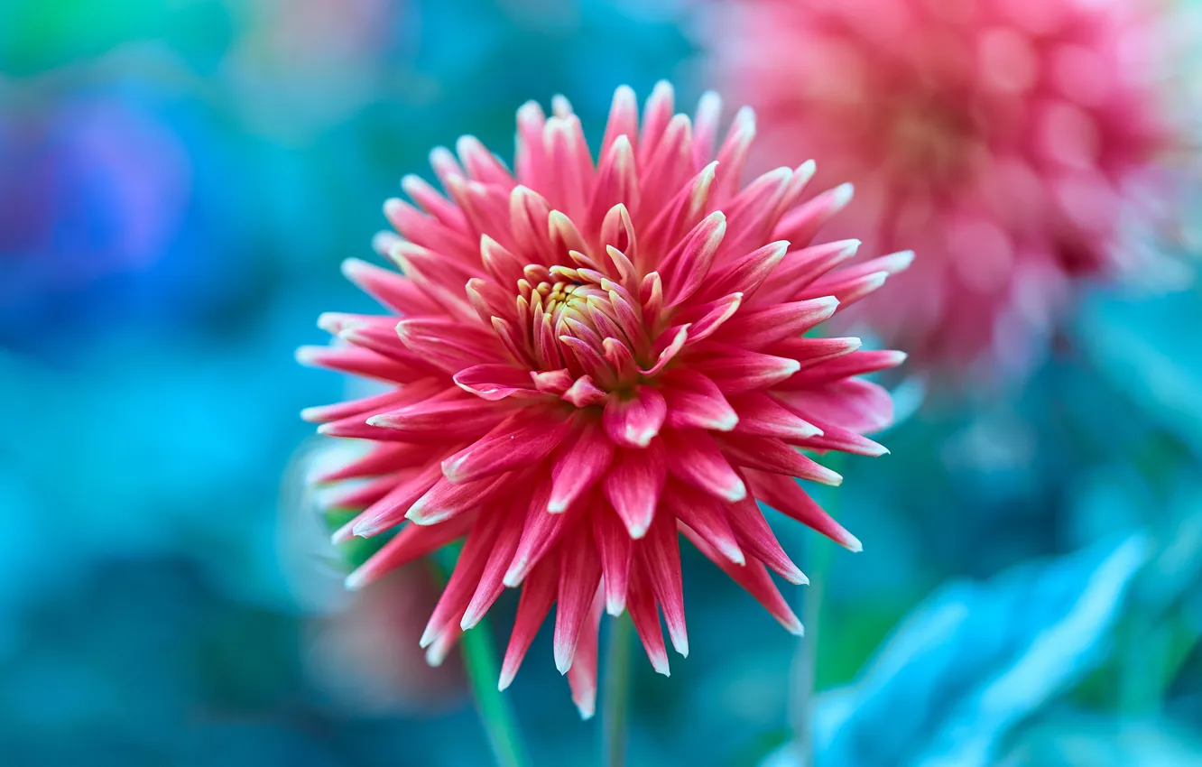 Photo wallpaper flower, macro, red, Dahlia, blue background, bokeh