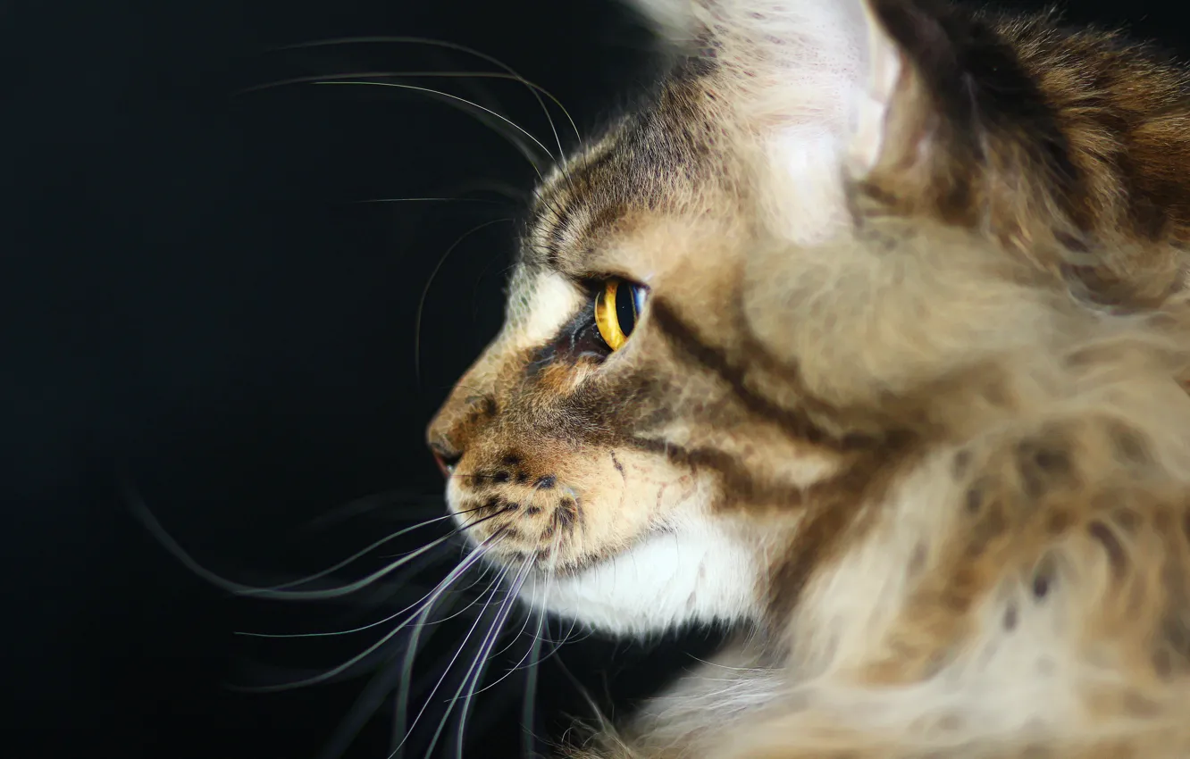 Photo wallpaper cat, predator, Cat, Maine Coon