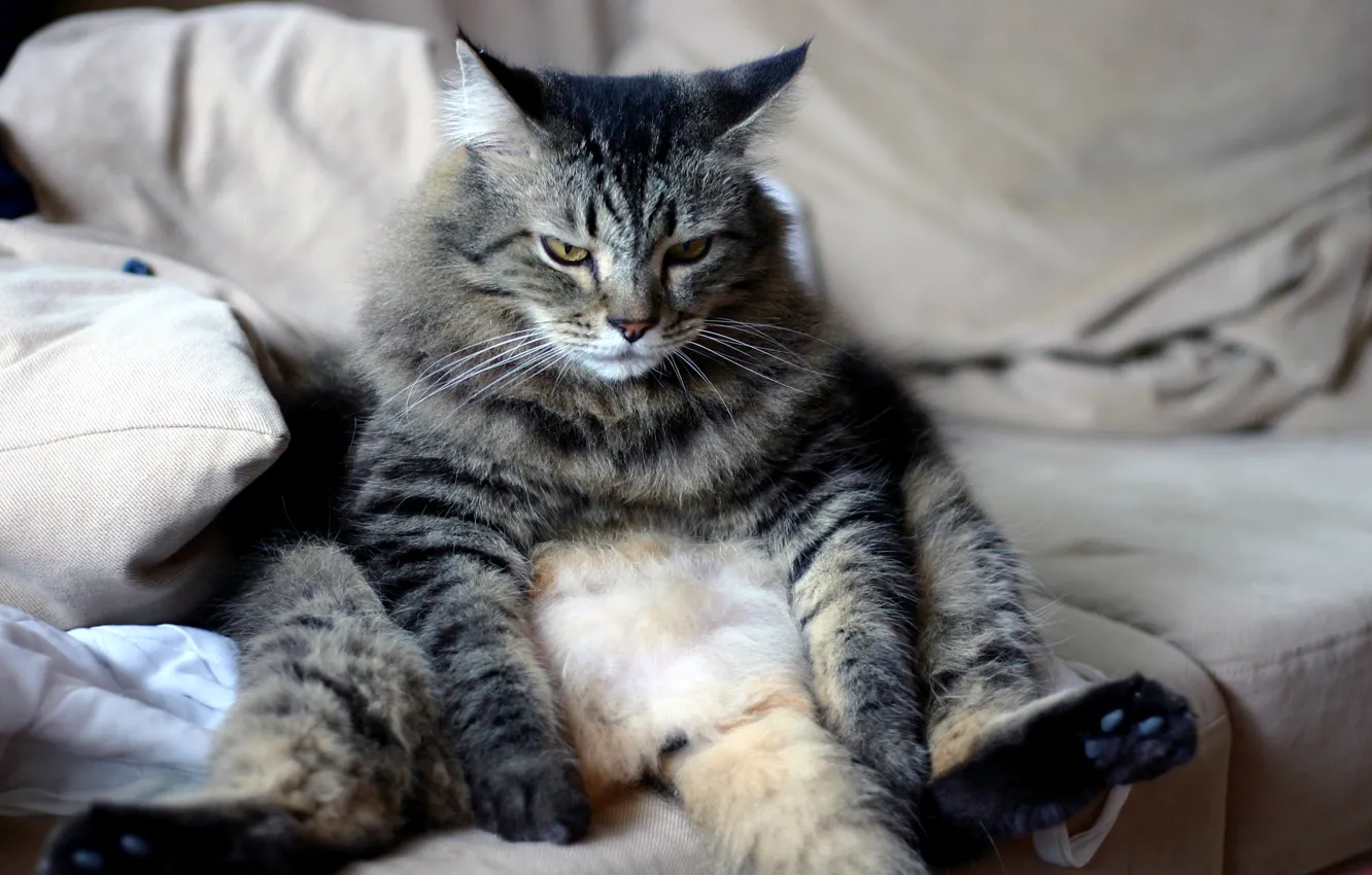 Photo wallpaper cat, wool, sitting