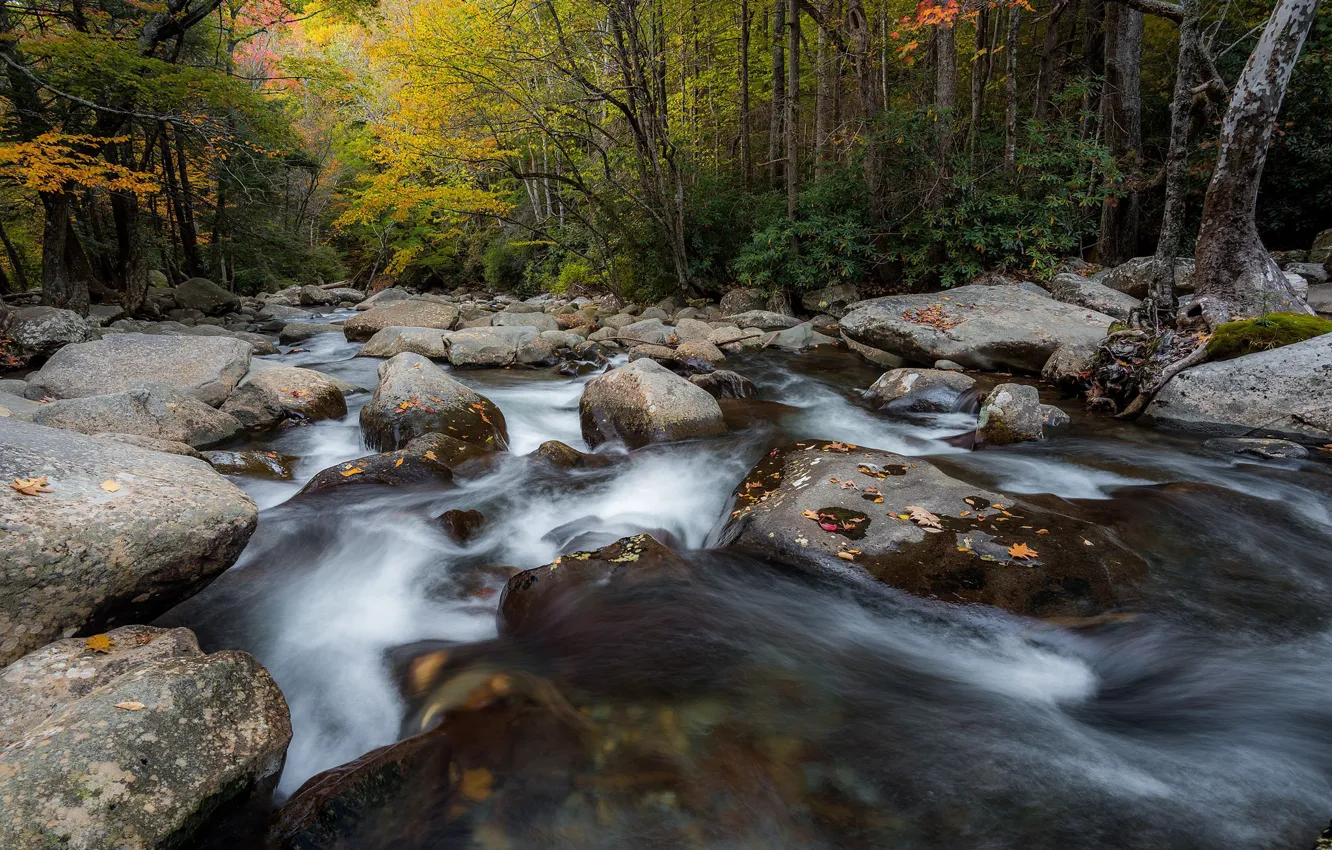 Photo wallpaper forest, stones, river