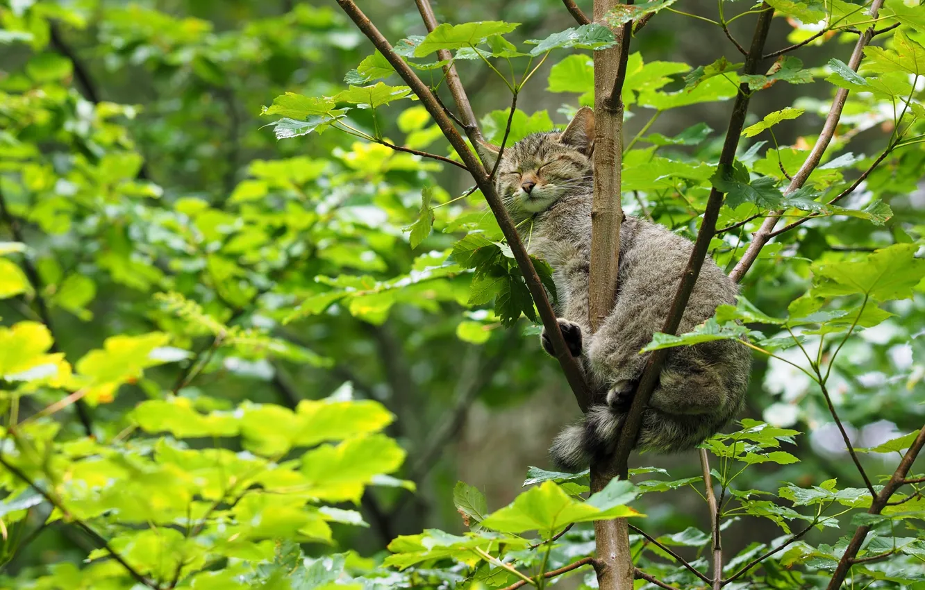 Photo wallpaper tree, sleep, wild cat, on the tree, sleeping, forest cat