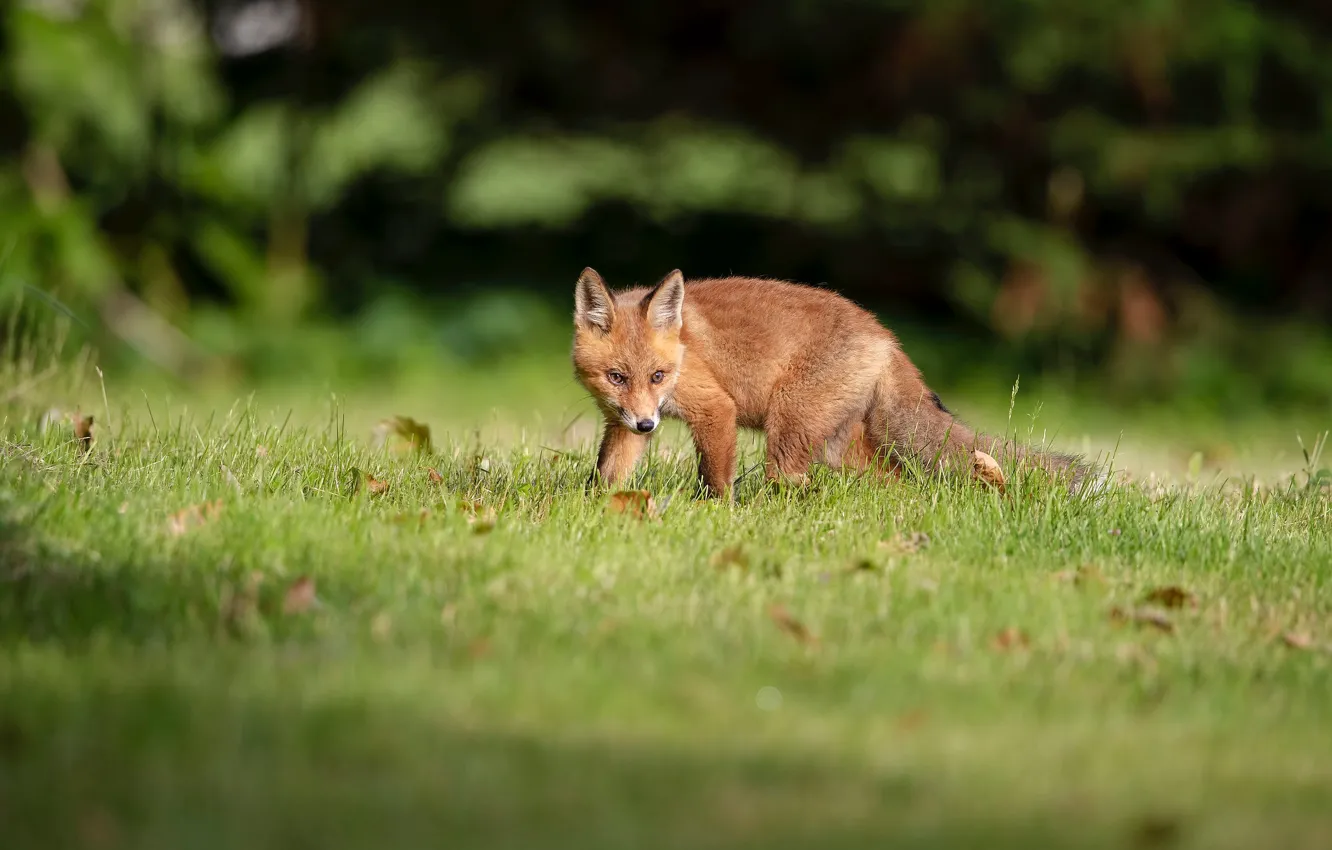 Photo wallpaper grass, leaves, the dark background, background, glade, Fox, walk, bokeh