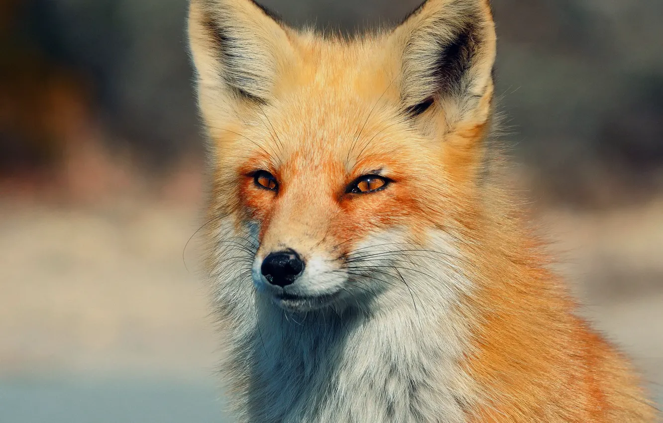 Photo wallpaper eyes, look, Fox