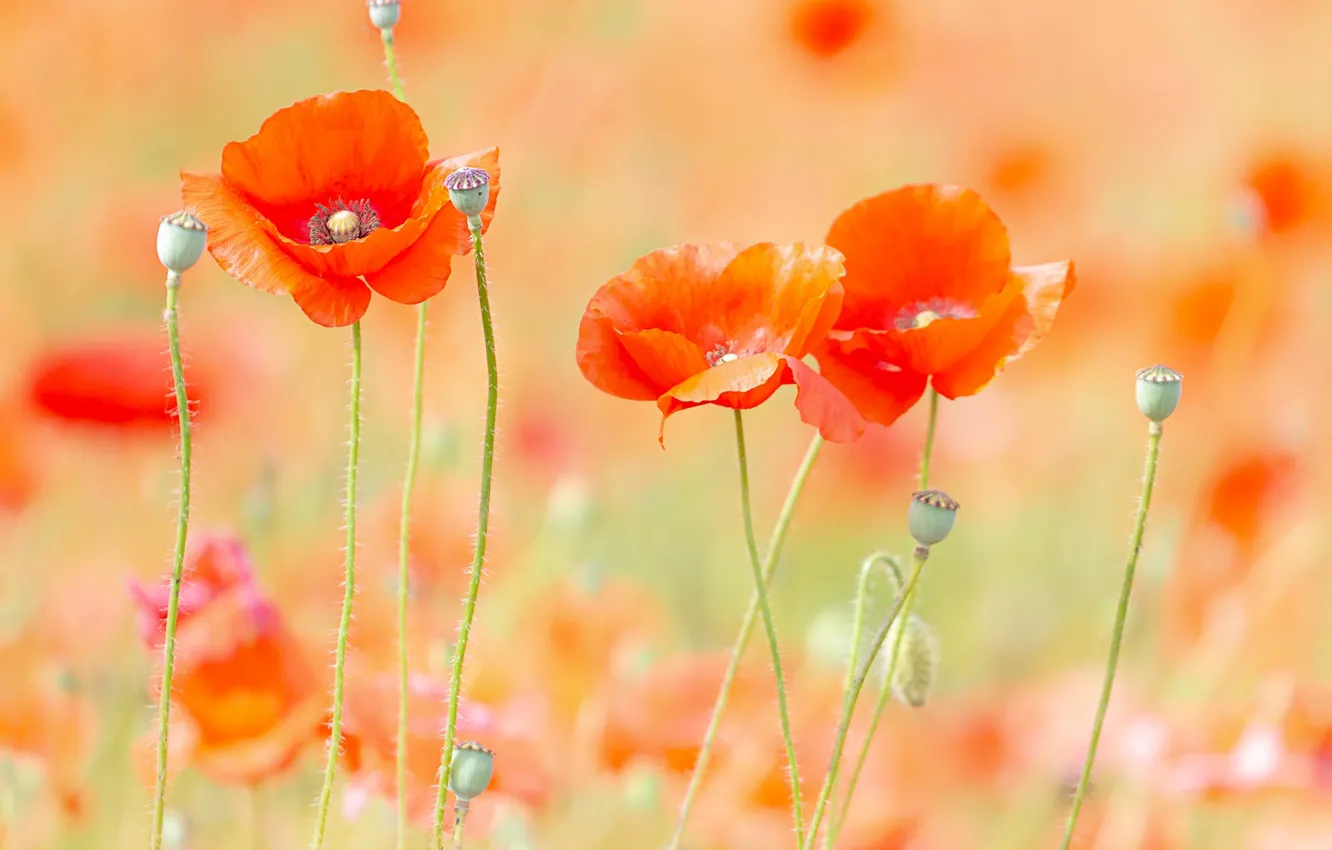 Photo wallpaper summer, Maki, bokeh