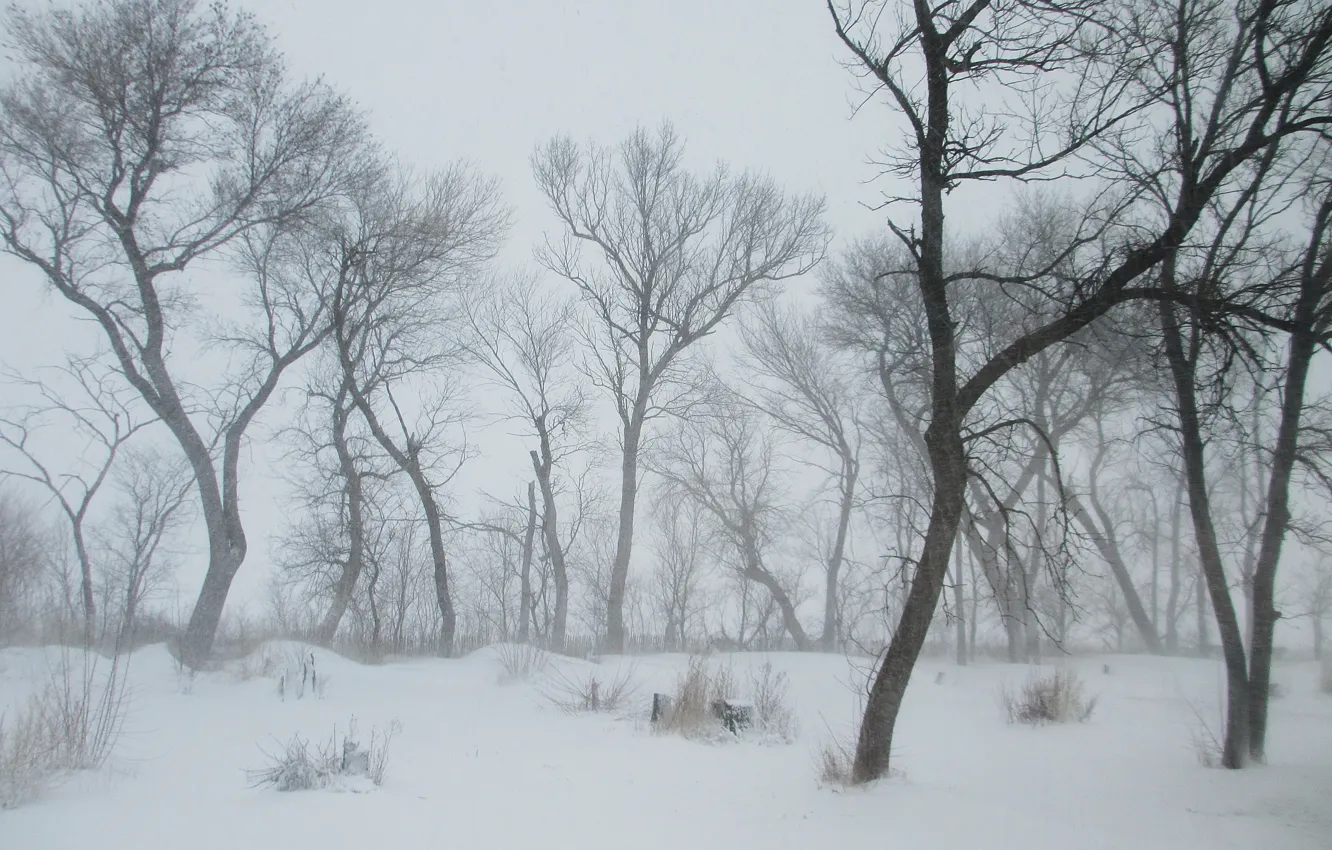 Photo wallpaper winter, snow, trees, frost, Nature, Blizzard, blizzard, trees