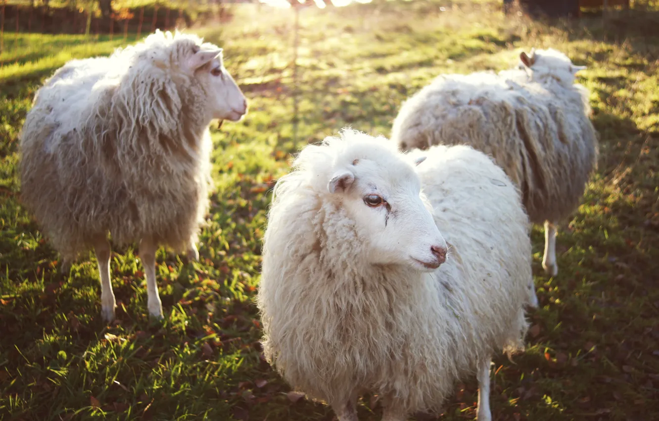 Photo wallpaper animals, sheep, wool
