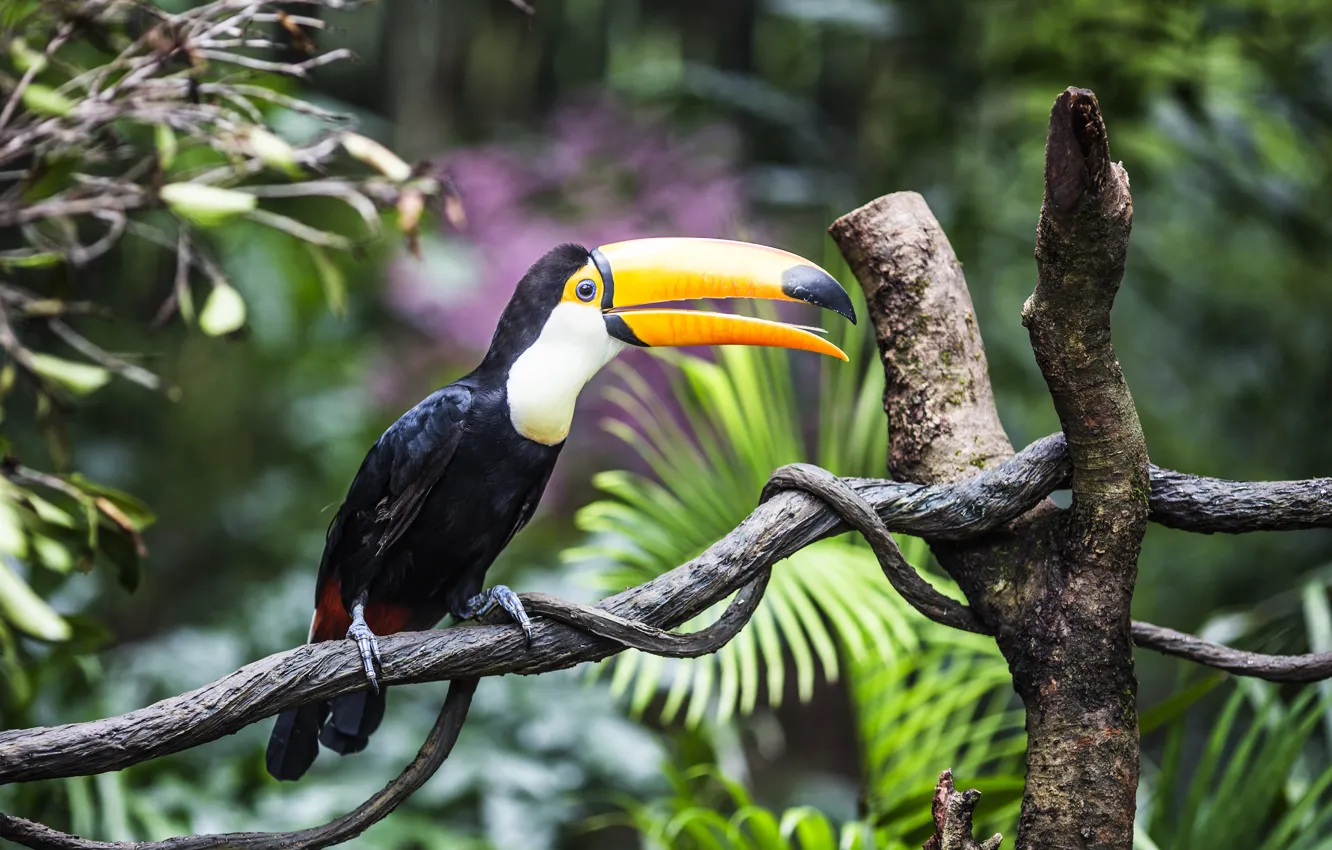 Photo wallpaper leaves, branches, nature, bird, Toucan, bokeh