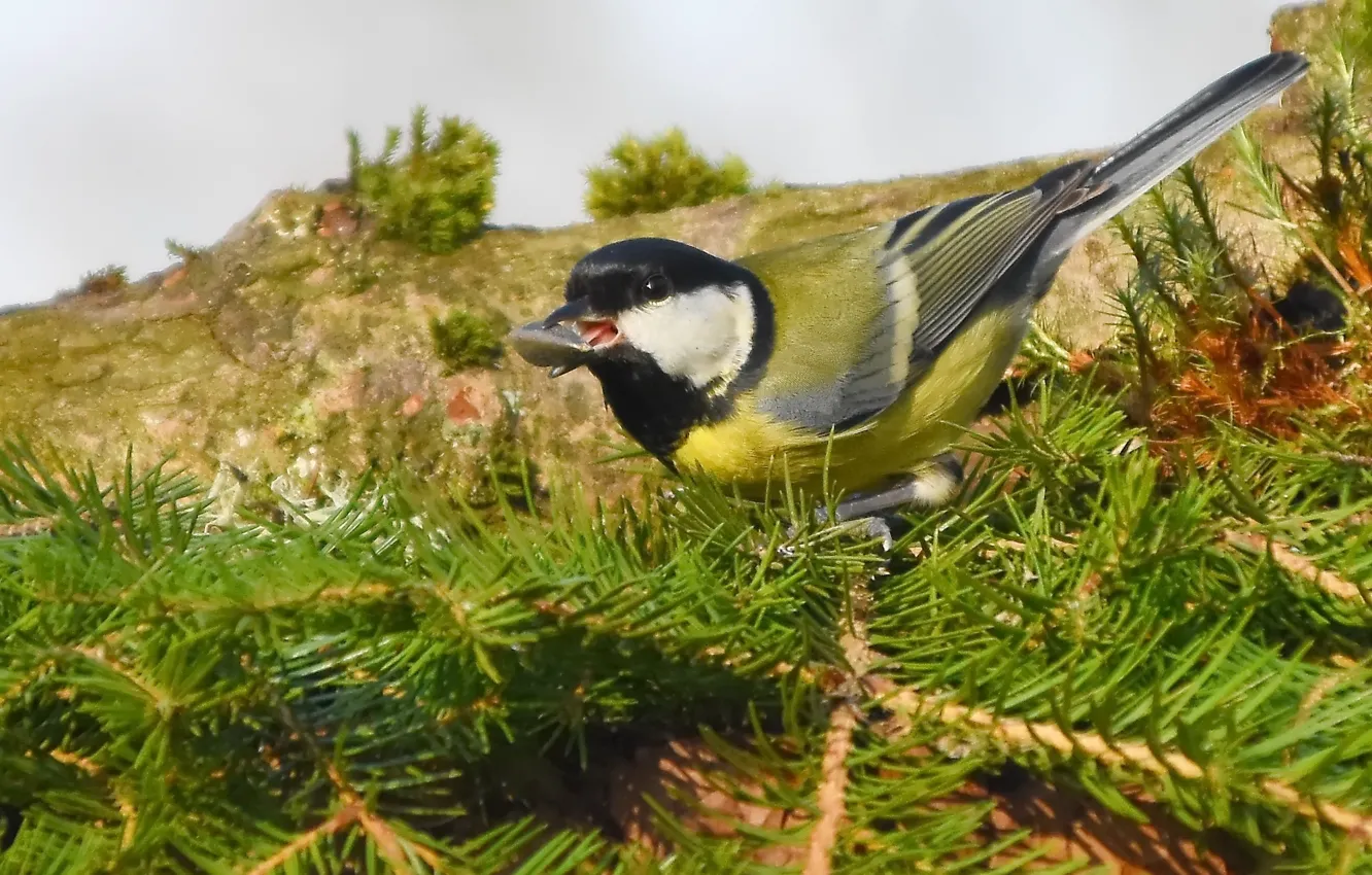 Photo wallpaper nature, bird, tit