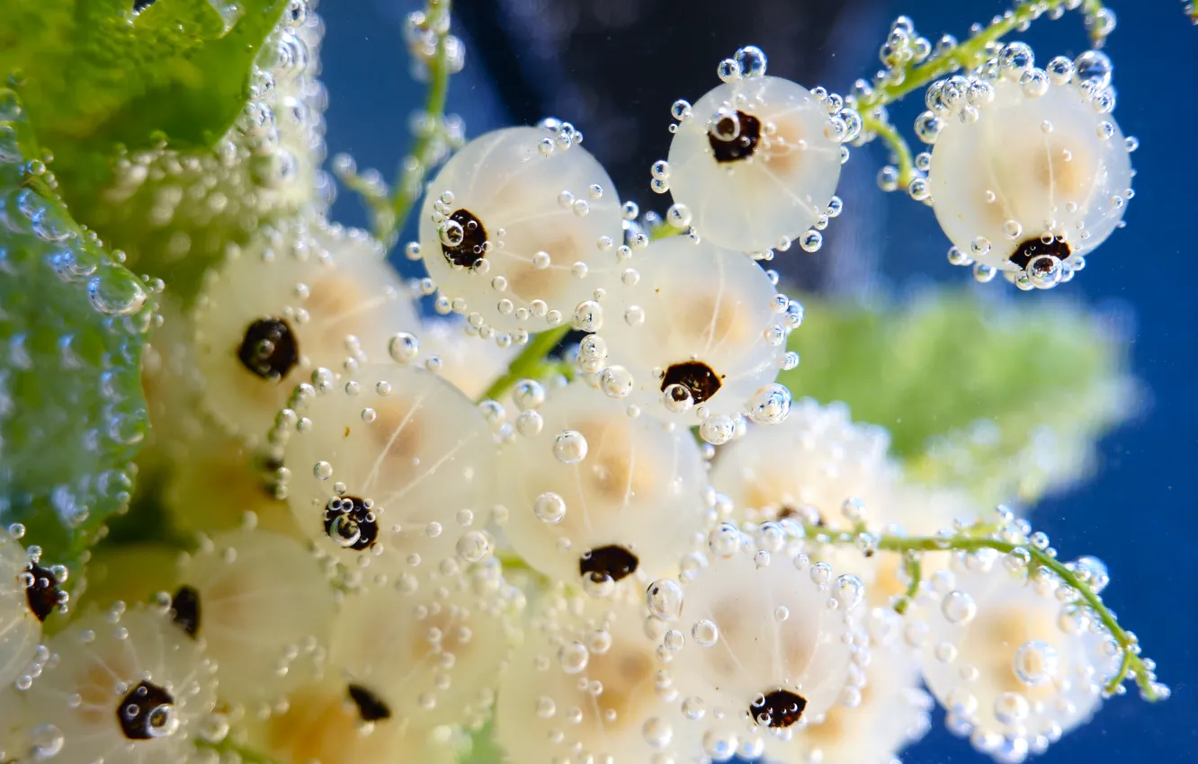 Photo wallpaper white, water, bubbles, currants