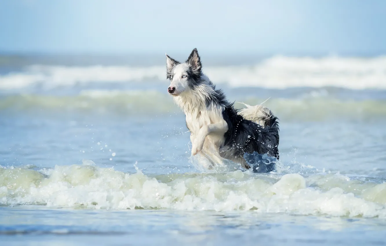 Photo wallpaper sea, each, dog