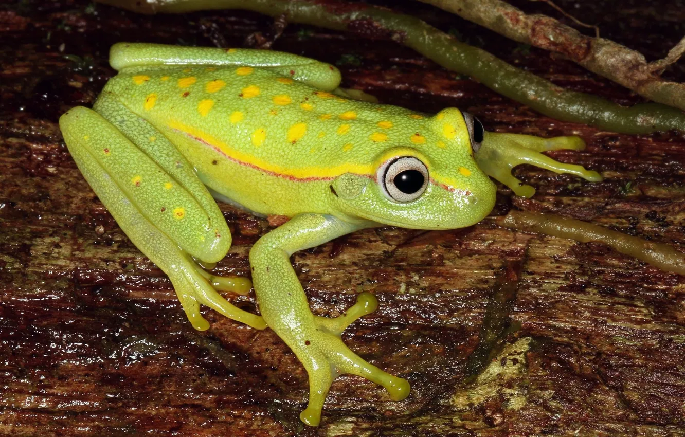Photo wallpaper animal, frog, green-yellow, cold-blooded