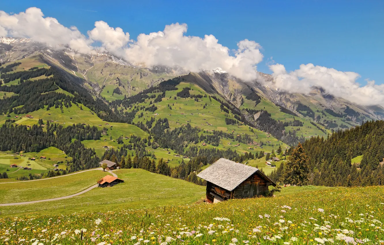 Photo wallpaper grass, the sun, clouds, trees, flowers, mountains, hills, field