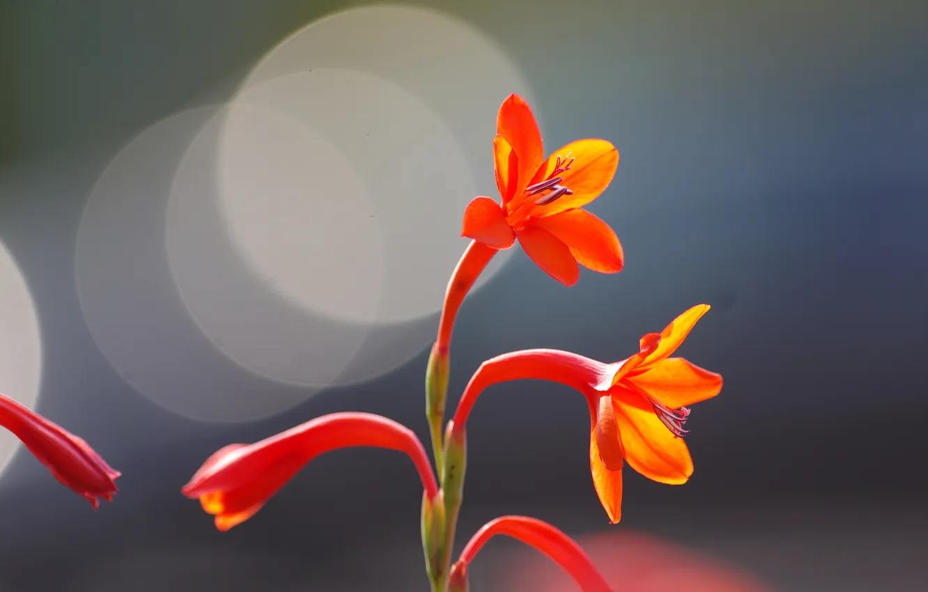 Photo wallpaper flowers, nature, glare, petals