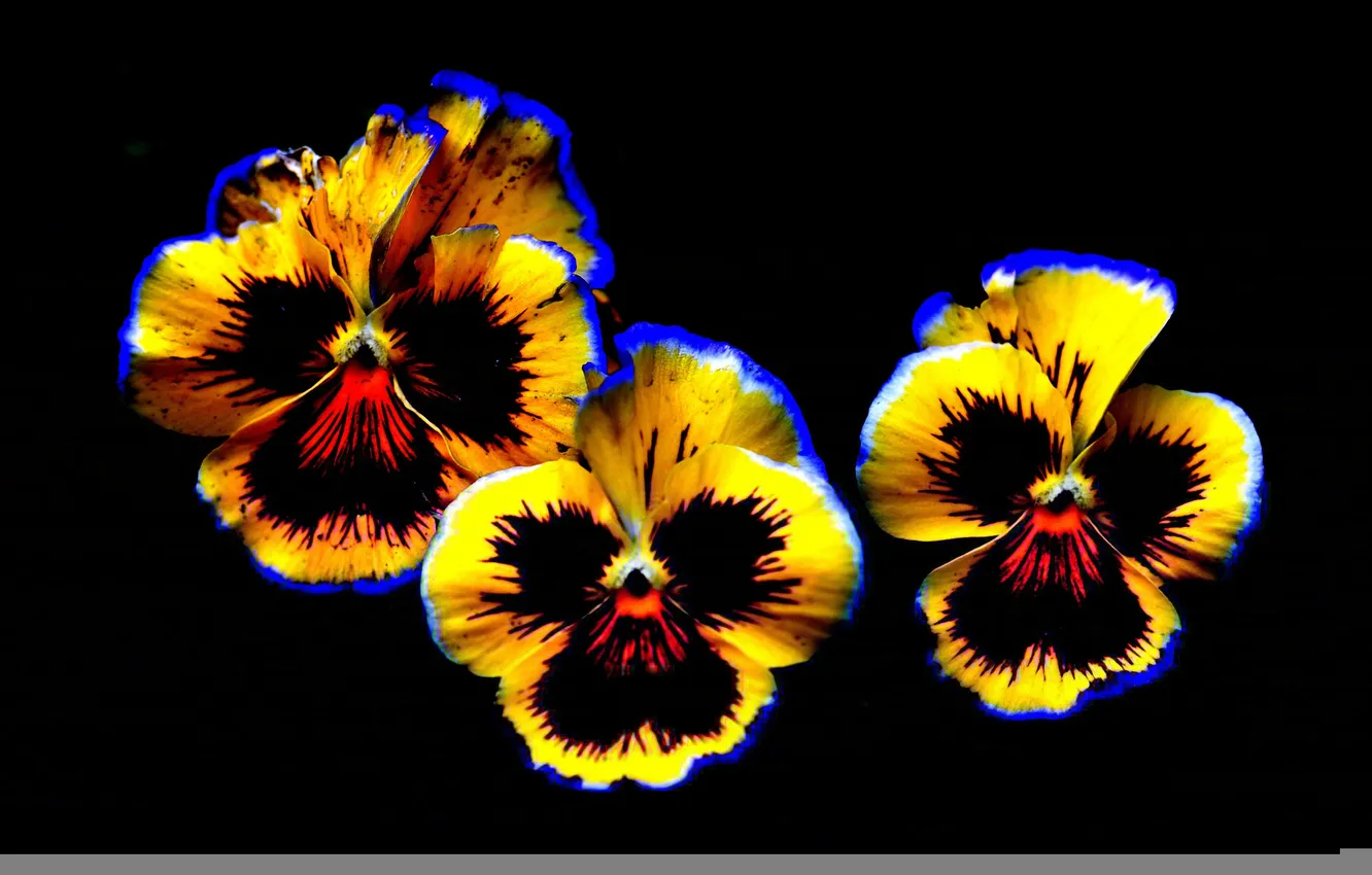 Photo wallpaper flowers, background, petals