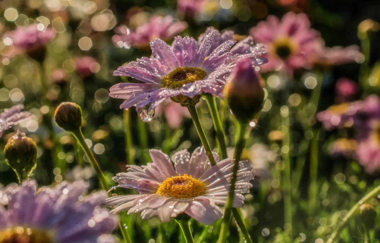 Photo wallpaper macro, Rosa, chamomile, buds
