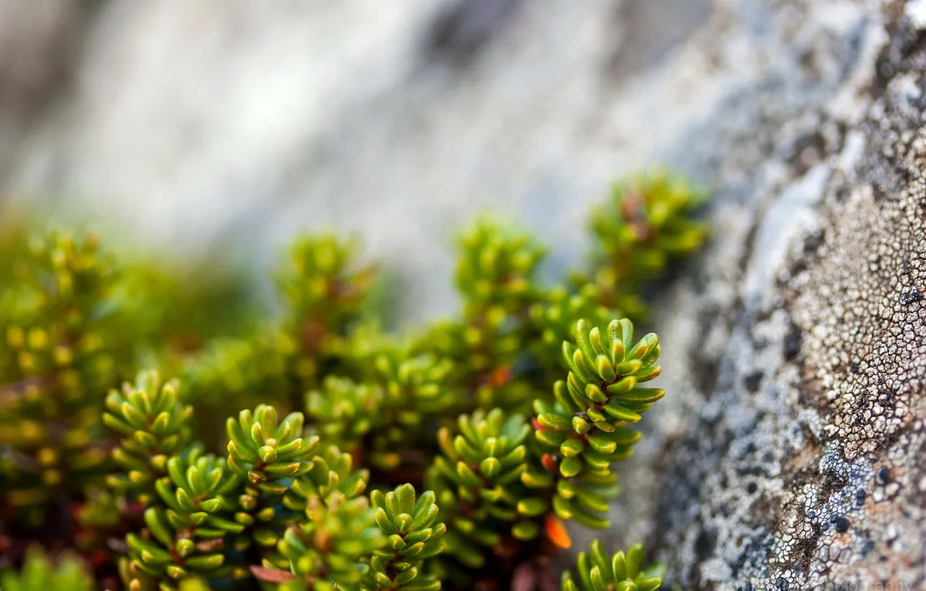 Photo wallpaper macro, stones, rostenie
