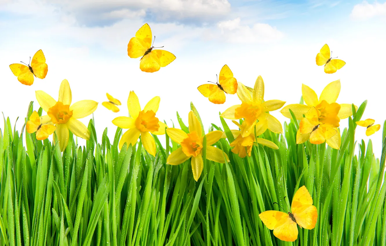 Photo wallpaper grass, yellow, flowers, spring, meadow, butterflies, daffodils