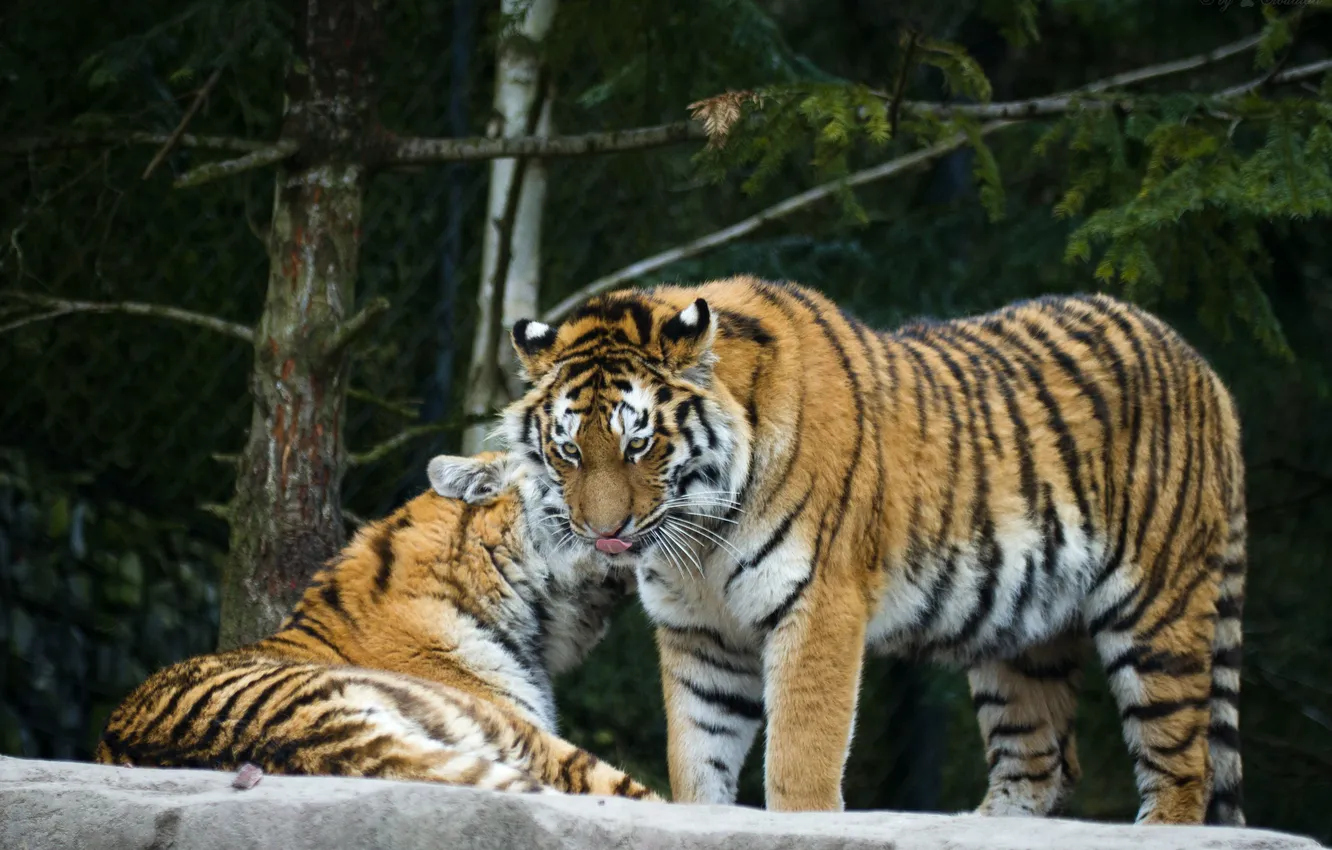 Photo wallpaper cat, tiger, pair, Amur