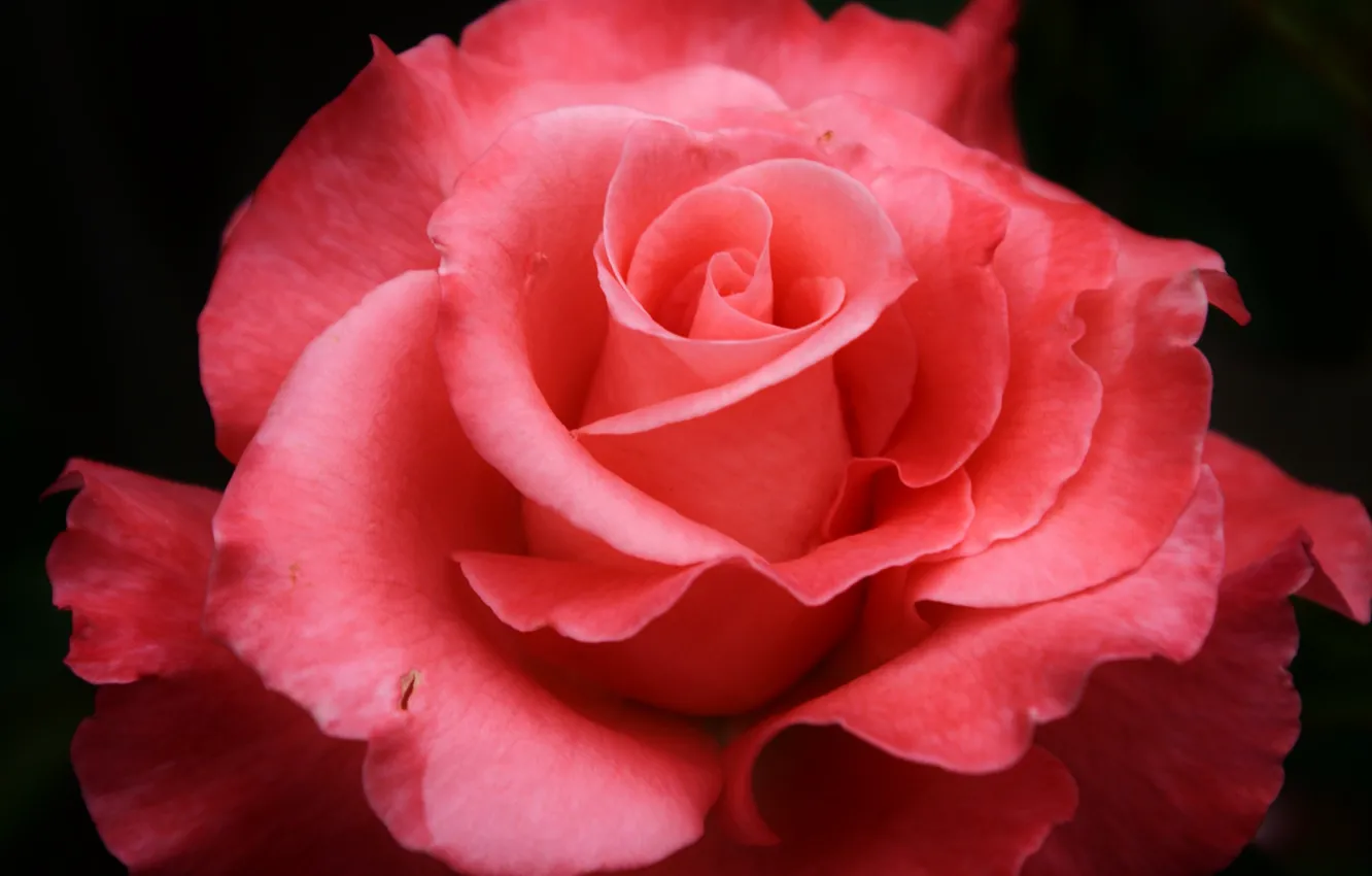 Photo wallpaper macro, flowers, roses, petals, pink