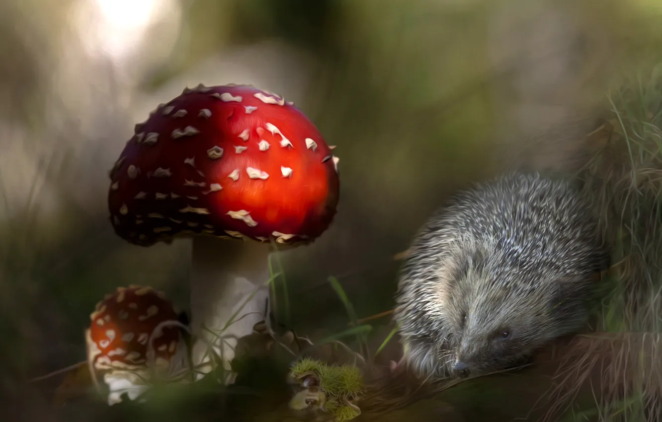 Photo wallpaper mushrooms, mushroom, barb, hedgehog