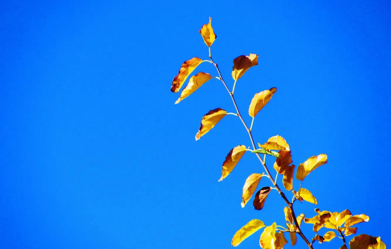 Photo wallpaper autumn, Iran, Kerman, Mahan