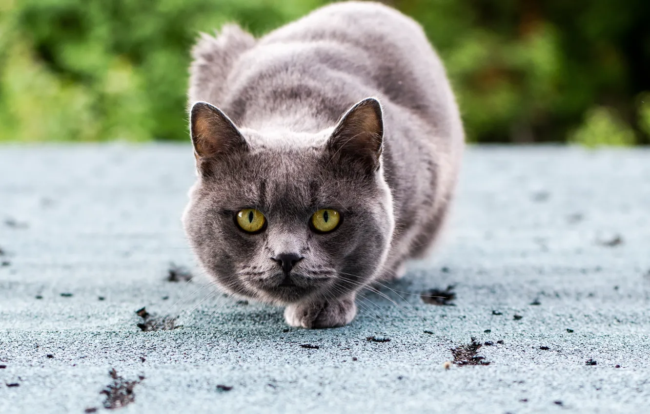 Photo wallpaper cat, eyes, cat, look, grey, green, sitting