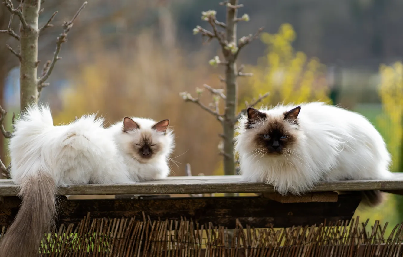 Photo wallpaper cat, cat, look, trees, branches, pose, stay, Board