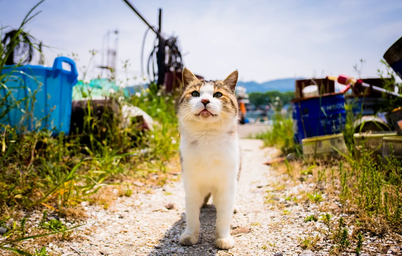 Photo wallpaper summer, cat