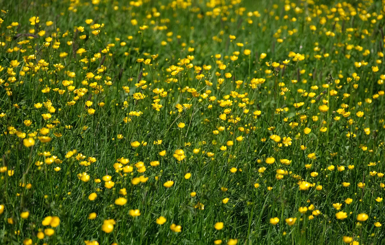 Photo wallpaper field, summer, flowers, buttercups