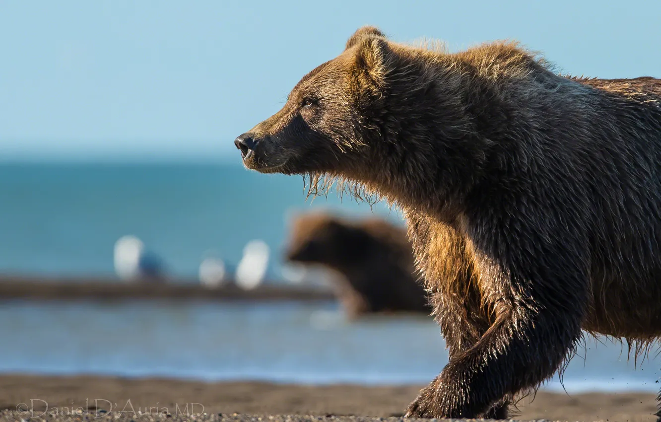 Photo wallpaper river, bear, the Bruins