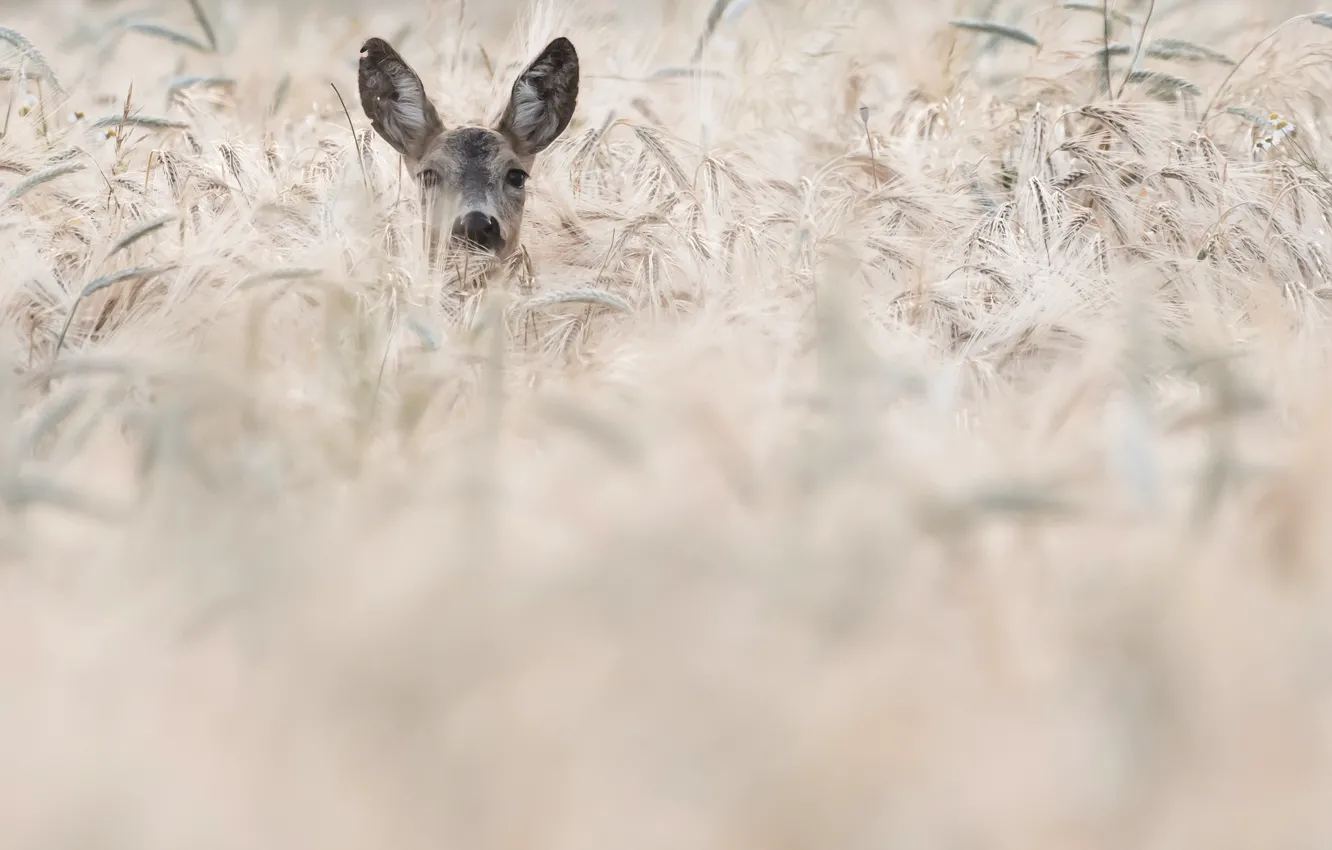 Photo wallpaper field, deer, ears
