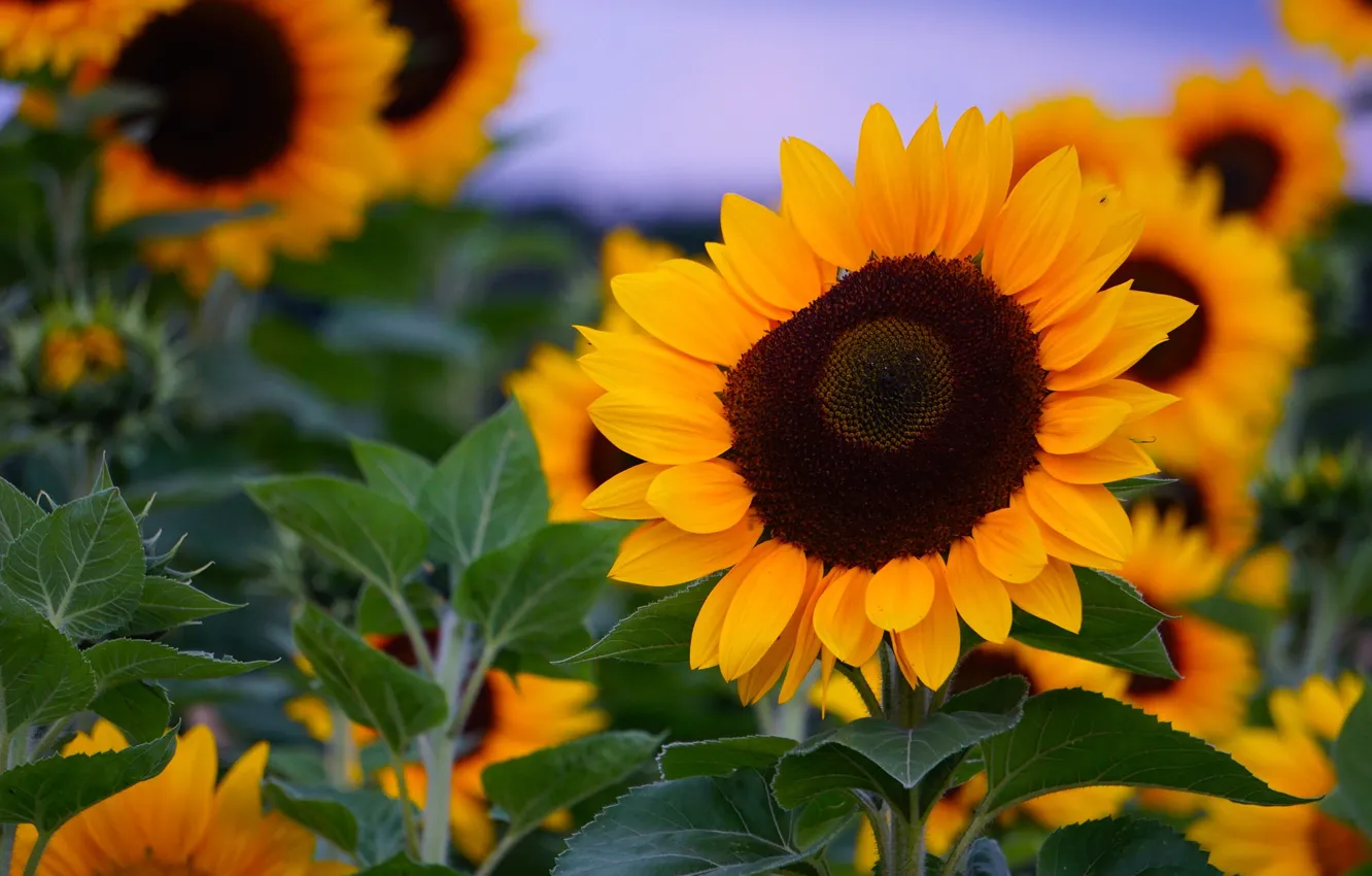 Photo wallpaper field, sunflowers, the sun