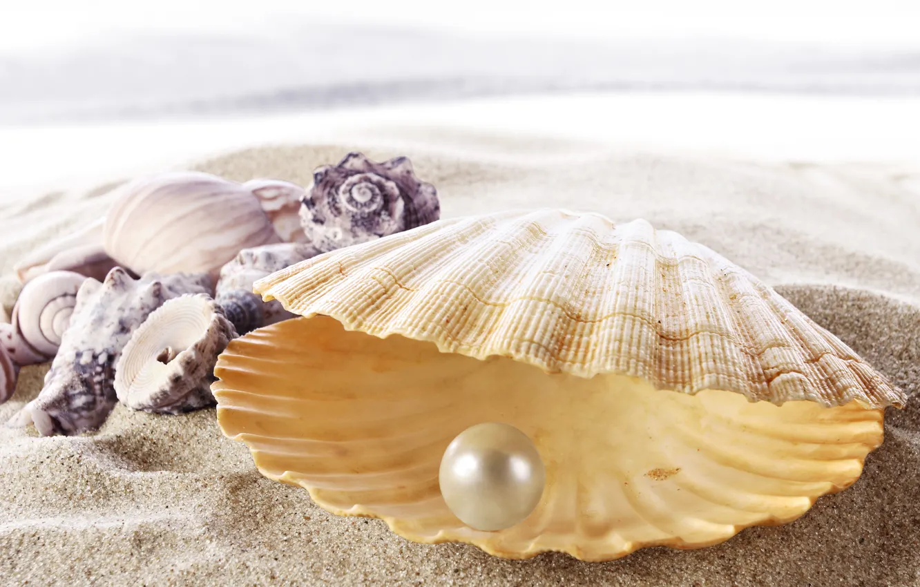 Photo wallpaper sand, sea, beach, shell, beach, sea, sand, shore, seashell, pearl, perl