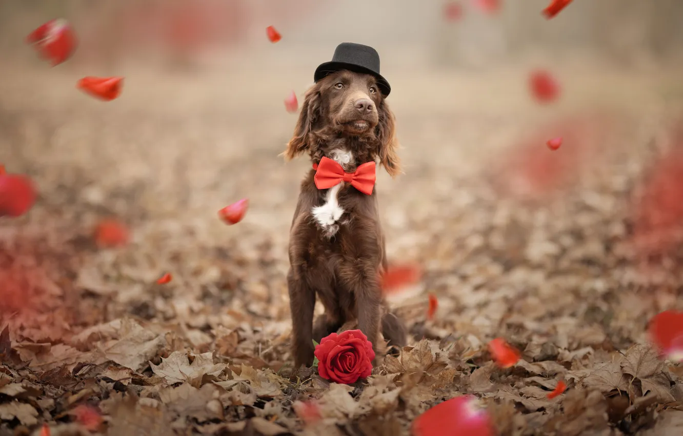 Photo wallpaper look, nature, pose, dog, face