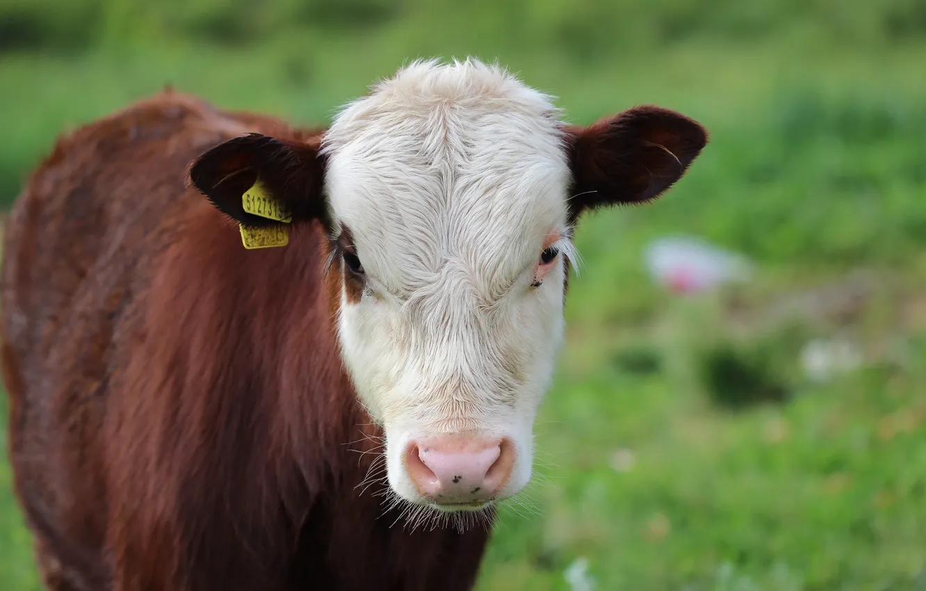 Photo wallpaper background, face, calf