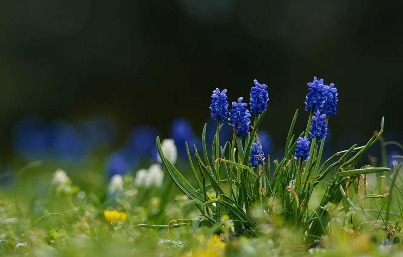 Photo wallpaper flowers, the dark background, glade, blue, Muscari