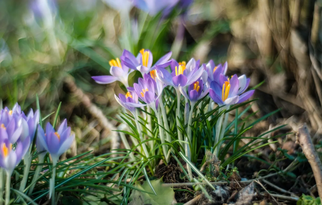 Photo wallpaper grass, flowers, glade, blur, spring, crocuses, gentle, lilac