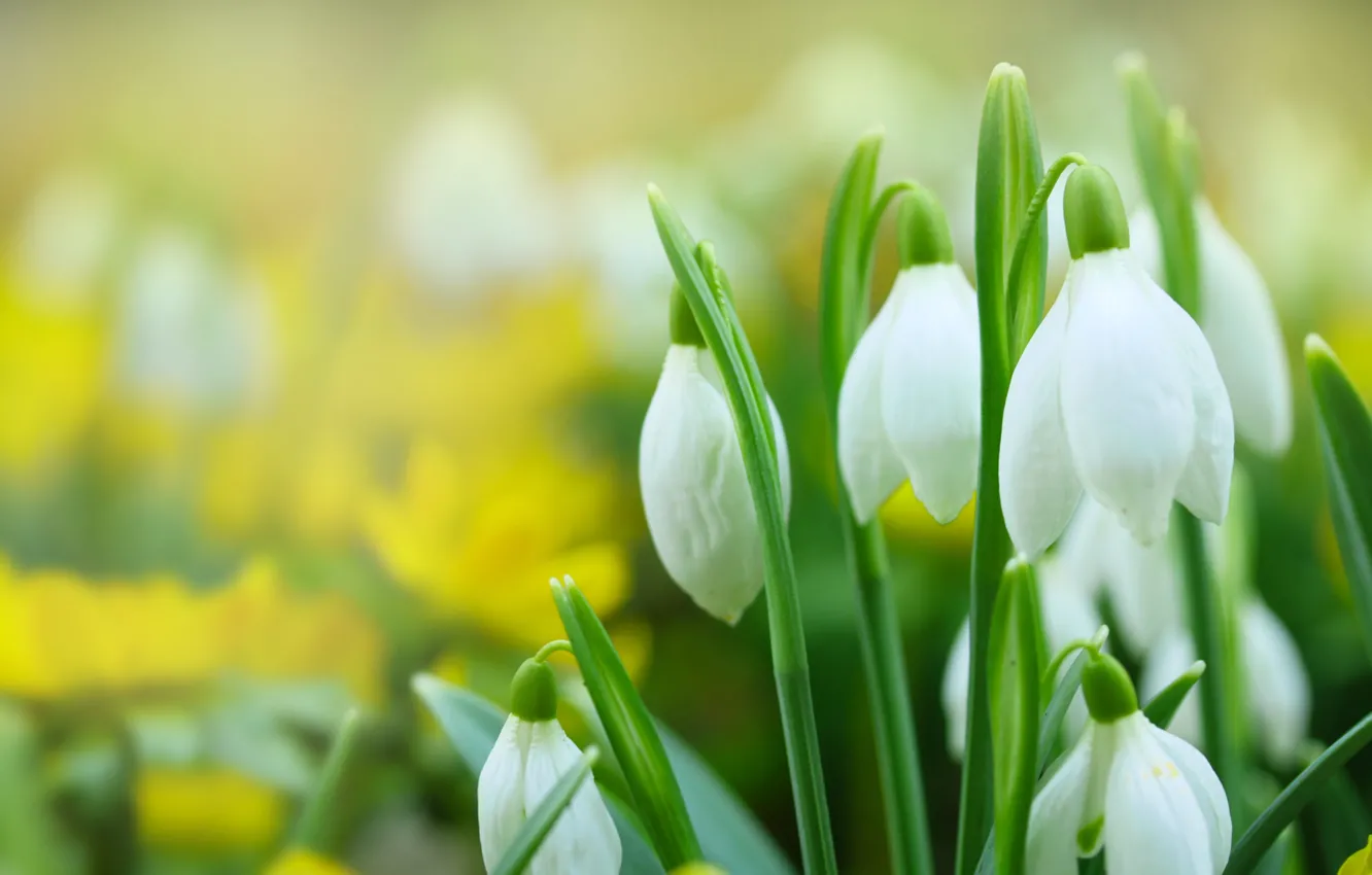 Photo wallpaper macro, flowers, background, spring, snowdrops, white, buds, bushes