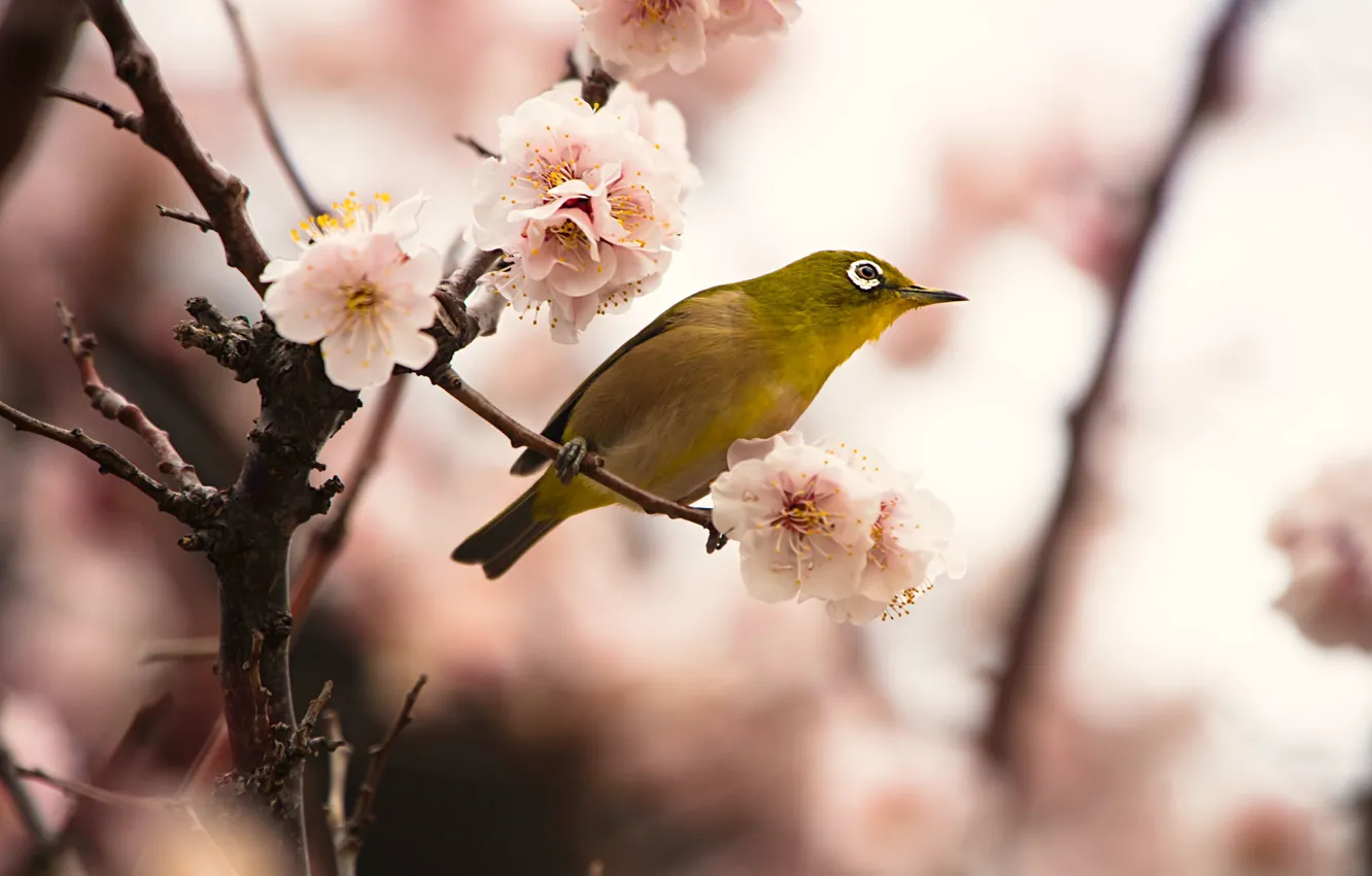 Photo wallpaper flowers, branches, yellow, background, bird, beauty, blur, spring