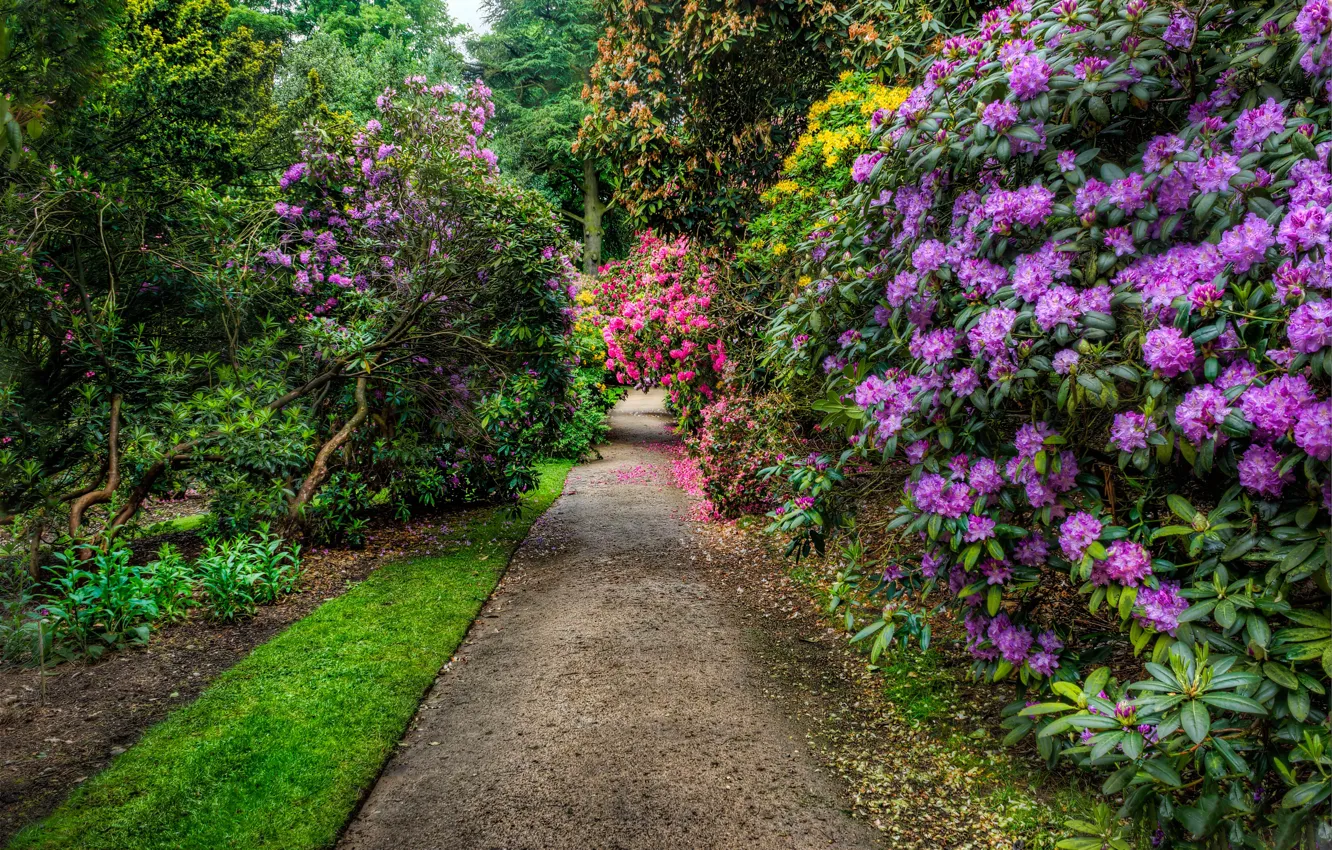 Photo wallpaper greens, trees, flowers, Park, track, UK, alley, the bushes