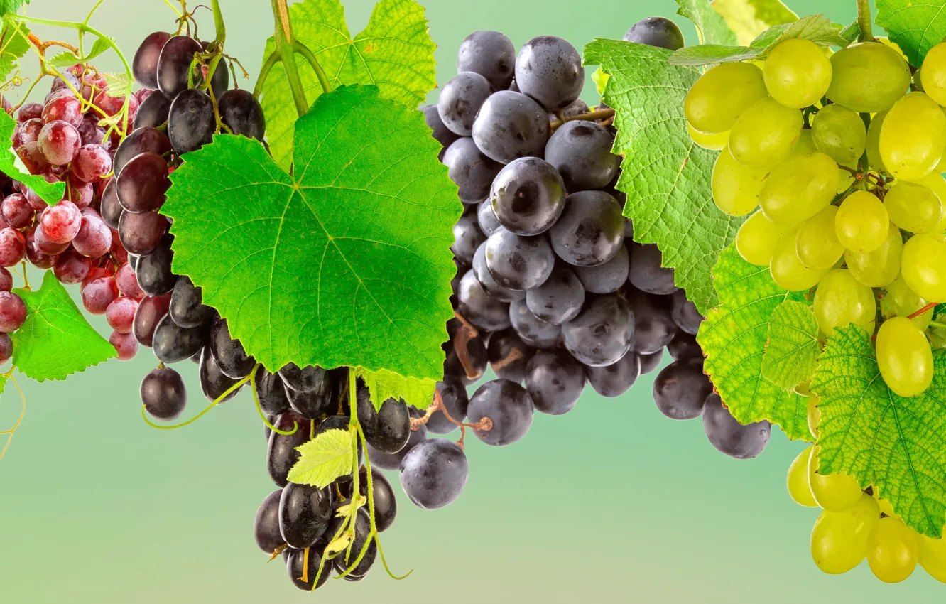 Photo wallpaper leaves, berries, background, grapes, varieties
