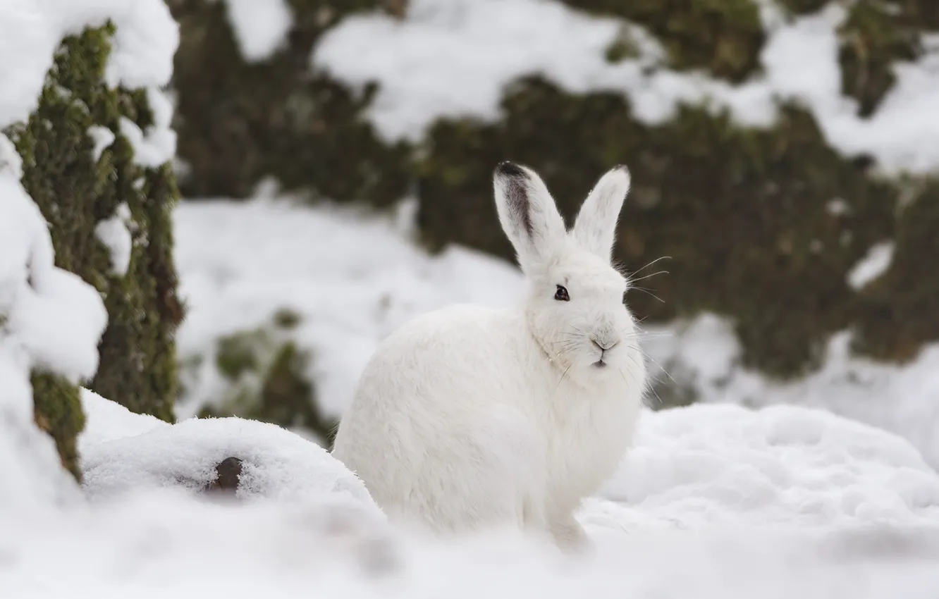Photo wallpaper winter, snow, hare, Whitey
