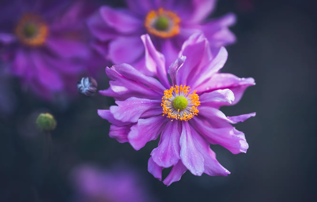 Photo wallpaper flowers, the dark background, pink, anemones